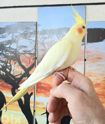 كروان لاتيني سوبر ترويض