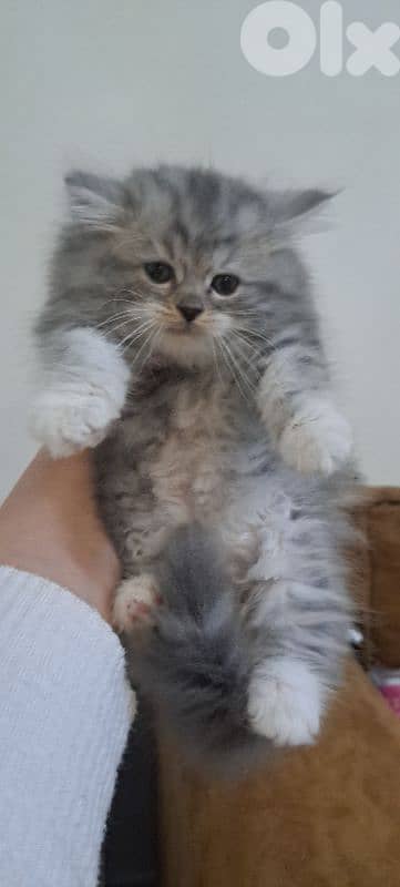 persian british kitten for sale 1