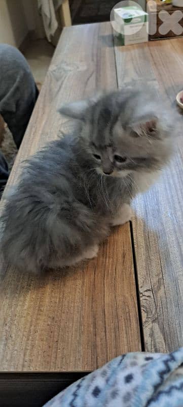 persian british kitten for sale 2
