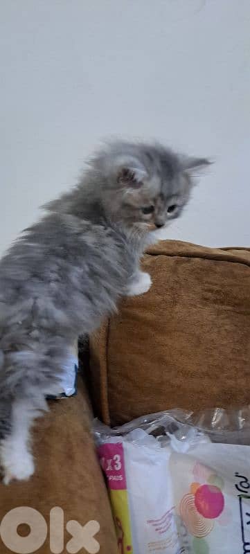 persian british kitten for sale 3