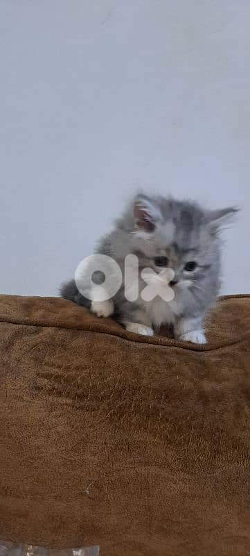 persian british kitten for sale 4