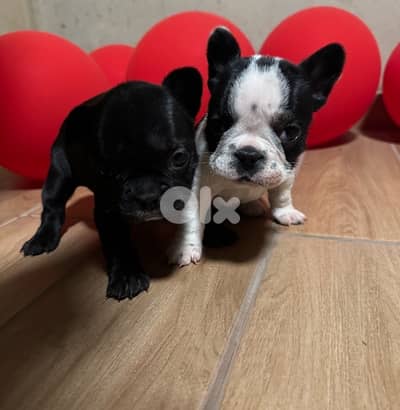 Adorable Female French Bulldog Puppies – 40 Days Old – $700