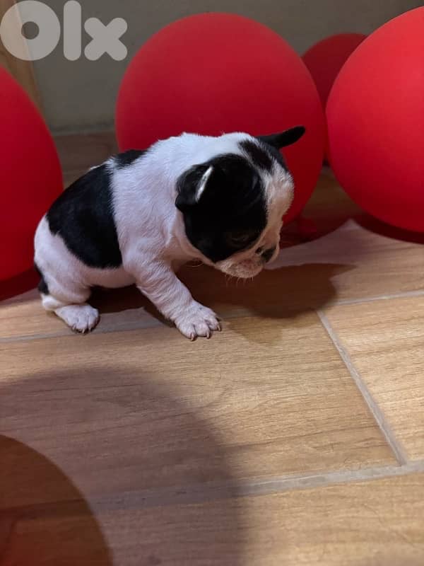 Adorable Female French Bulldog Puppies – 40 Days Old – $700 1