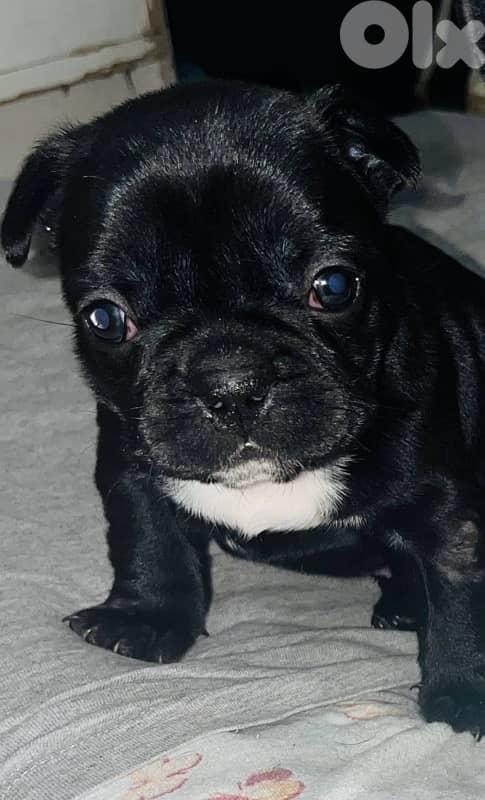 Adorable Female French Bulldog Puppies – 40 Days Old – $700 2