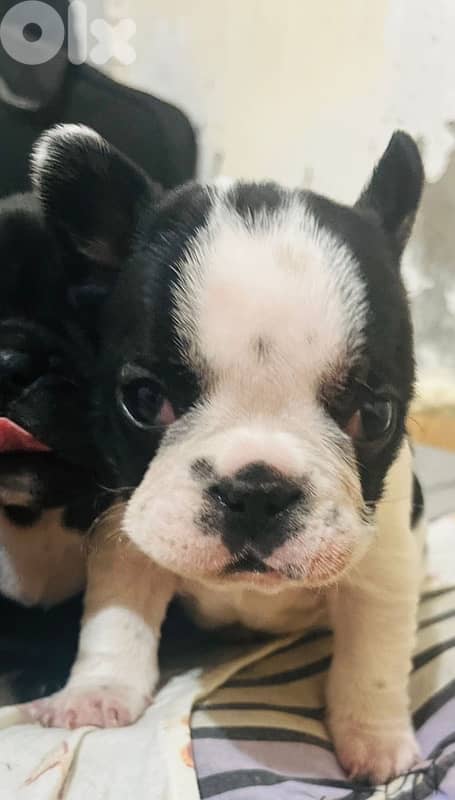 Adorable Female French Bulldog Puppies – 40 Days Old – $700 3
