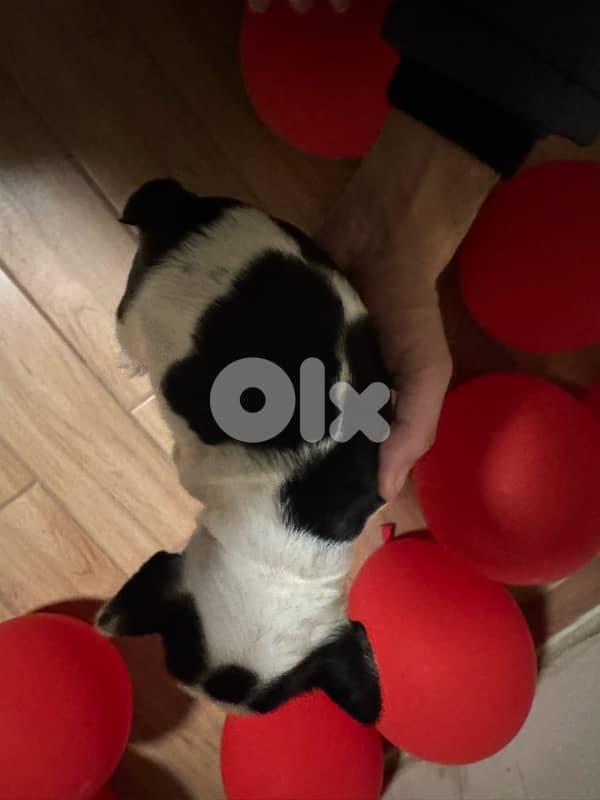 Adorable Female French Bulldog Puppies – 40 Days Old – $700 4