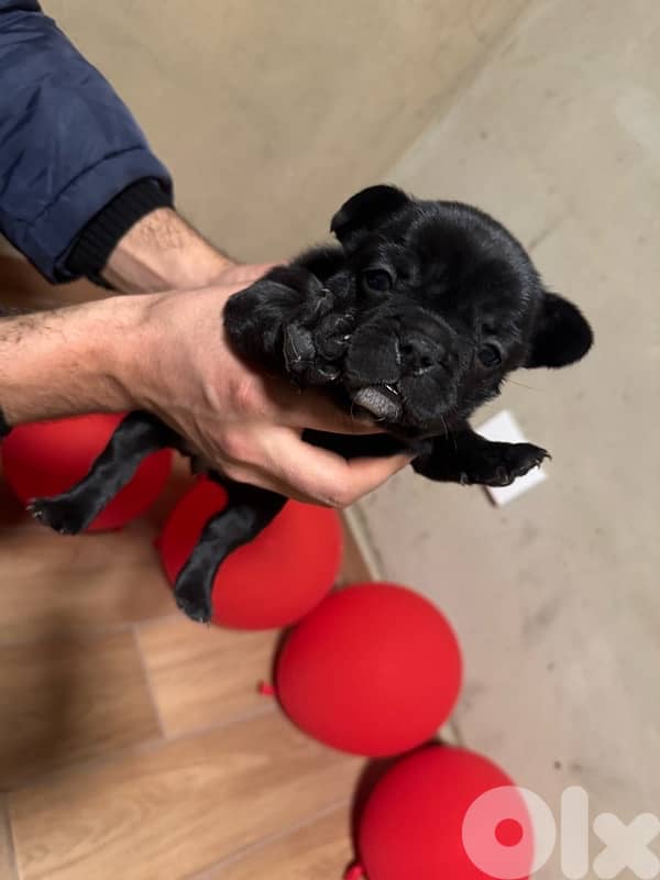 Adorable Female French Bulldog Puppies – 40 Days Old – $700 5