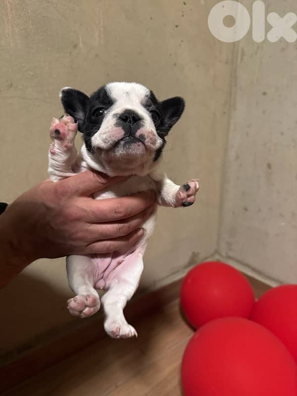 Adorable Female French Bulldog Puppies – 40 Days Old – $700 6