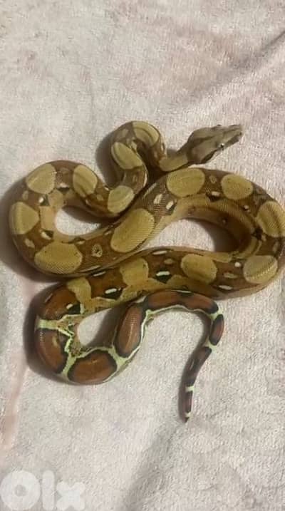 شارع الموسوي