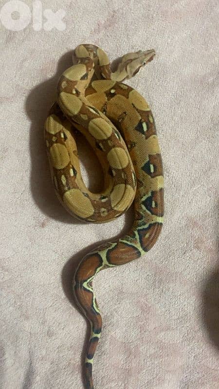 شارع الموسوي 1