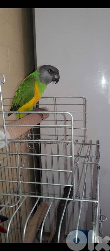 ببغاء سنغالي 1