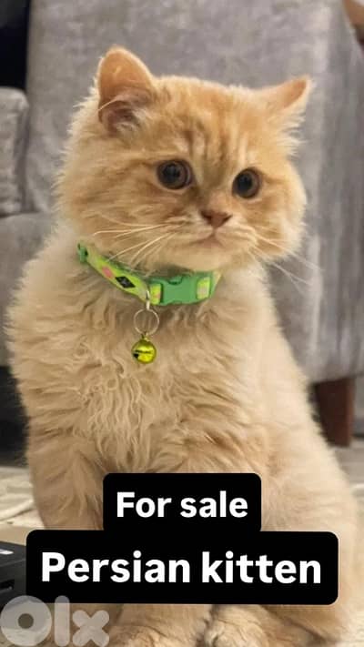 Persian kitten fi sale