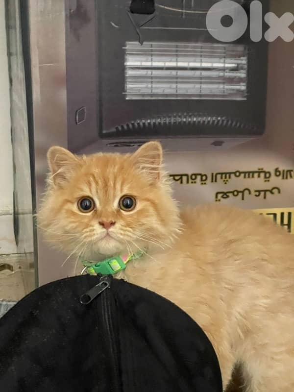 Persian kitten fi sale 1