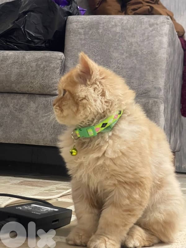 Persian kitten fi sale 3