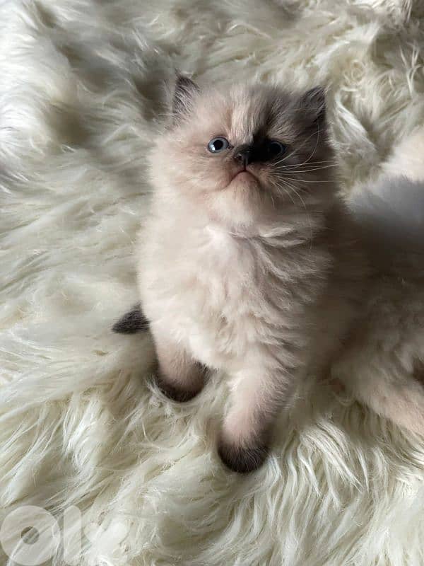 قطط للبيع في لبنان 2