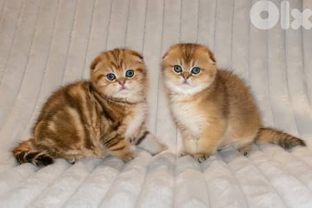 scottish gold 70485808