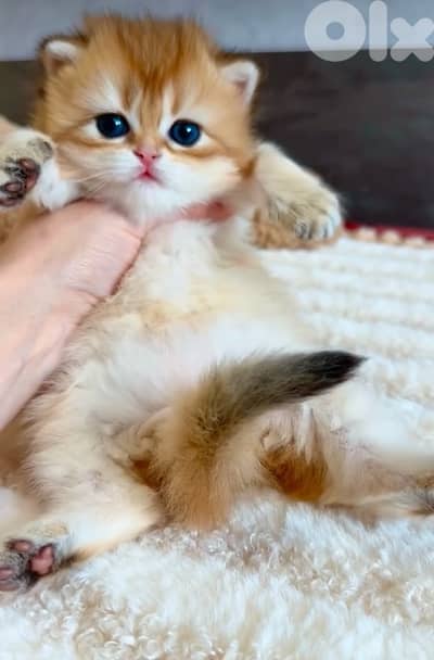 scottish gold 70485808