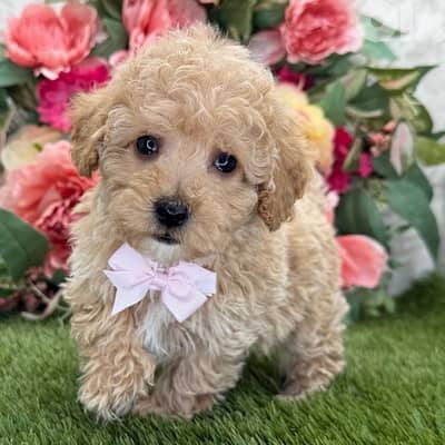 imported Toy Poodle apricot puppy