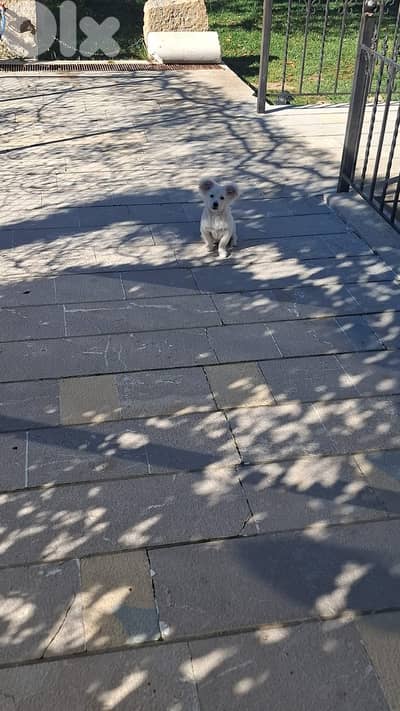 Loulou Smallest Size