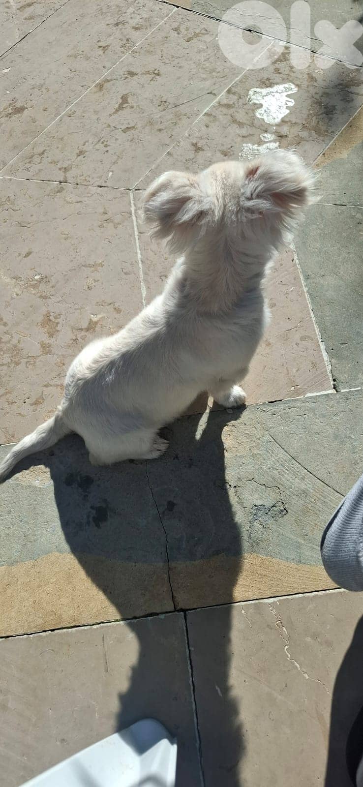 Loulou Smallest Size 1