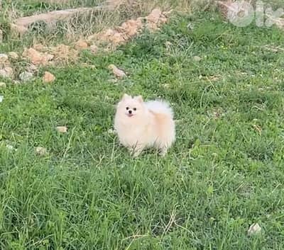 pomeranian for sale