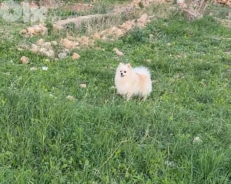 pomeranian for sale 1