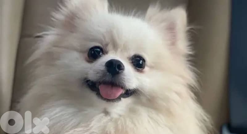 pomeranian for sale 2