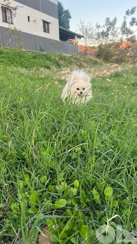 pomeranian for sale 3