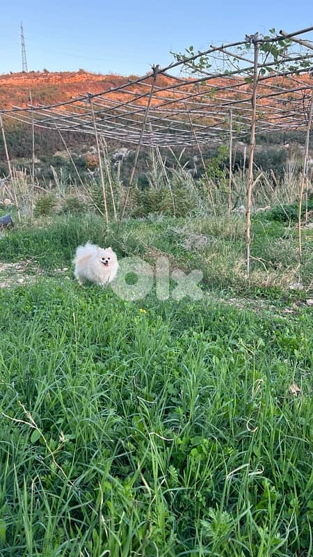 pomeranian for sale 4