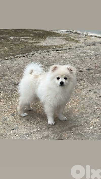 Teacup pomeranian Vaccinated