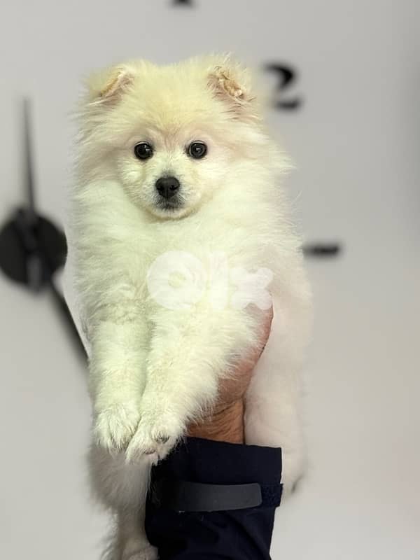 pomeranian Vaccinated 3 months 1