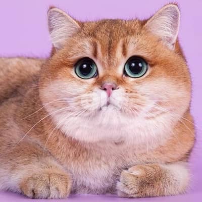 british gold for mating  70485808