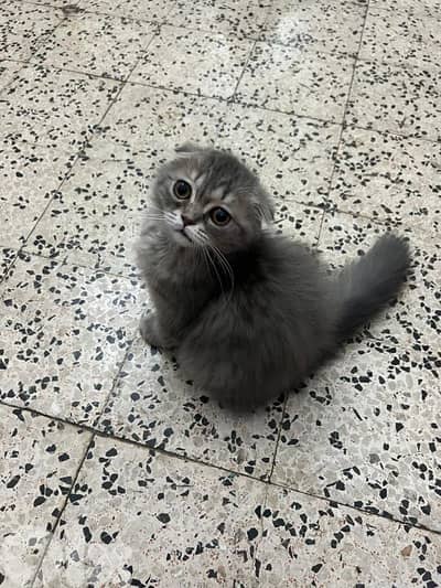 دكر لونغ هير فولد عمر 5 اشهر