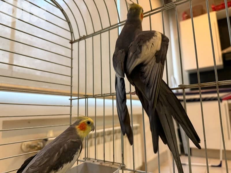 2 Male Cockatiels 2