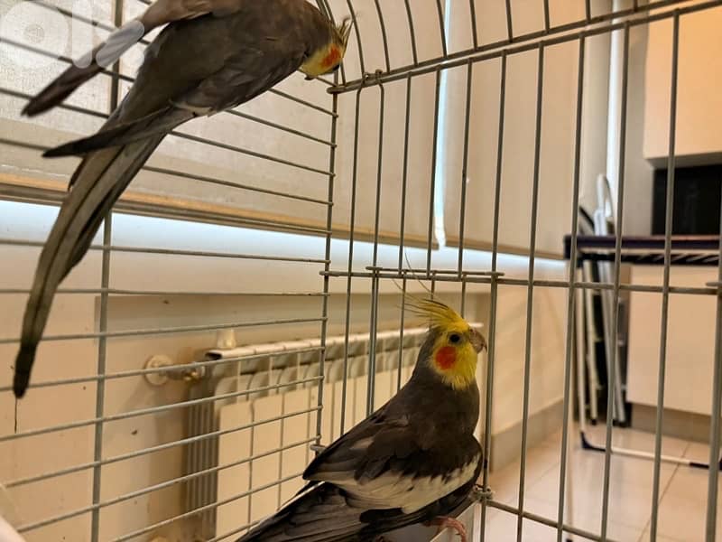 2 Male Cockatiels 3