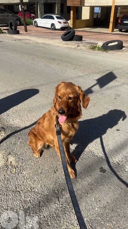 Top quality obedience trained female golden retriever 1