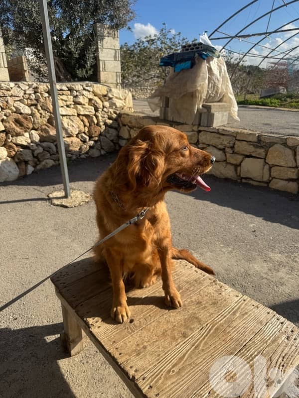 Top quality obedience trained female golden retriever 2