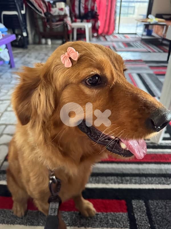 Top quality obedience trained female golden retriever 3