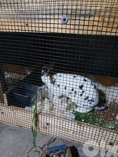 بيع ارانب  ريكس ثنائي  انتايه معشرة جنوب لبنان