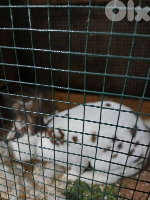 بيع ارانب  ريكس ثنائي  انتايه معشرة جنوب لبنان 1