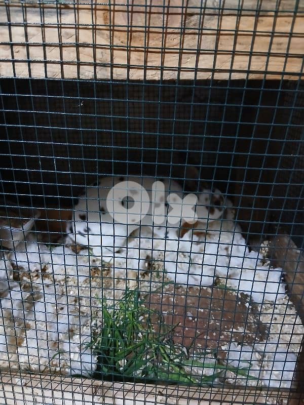 بيع ارانب  ريكس ثنائي  انتايه معشرة جنوب لبنان 2