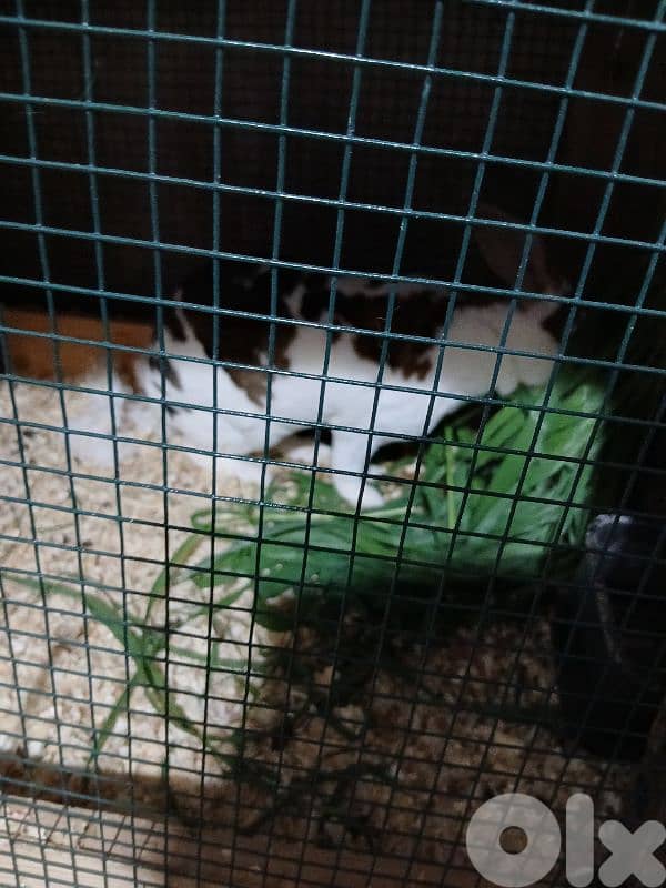 بيع ارانب  ريكس ثنائي  انتايه معشرة جنوب لبنان 5