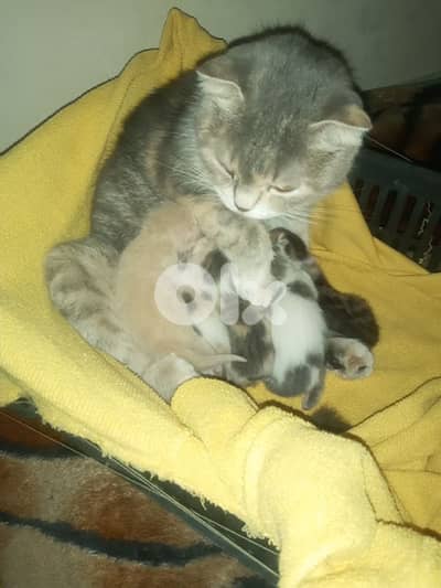 قطط اسكتلندي سكوتش للبيع