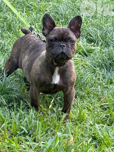 French bulldog for sale