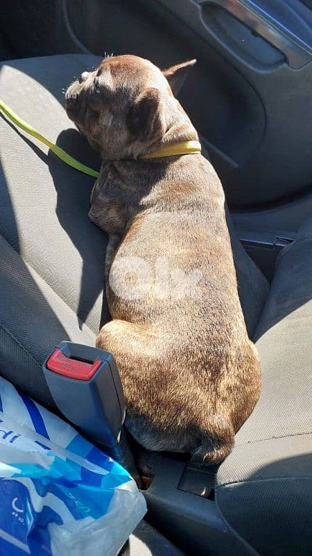 French bulldog for sale 1
