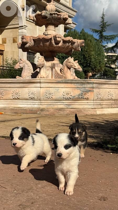 German Shepherd Puppies Looking for Loving Homes (Male & Female) 1