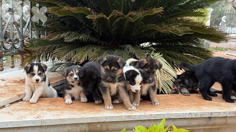 German Shepherd Puppies Looking for Loving Homes (Male & Female) 2