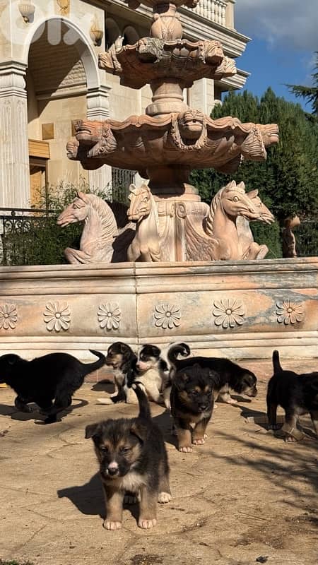 German Shepherd Puppies Looking for Loving Homes (Male & Female) 3