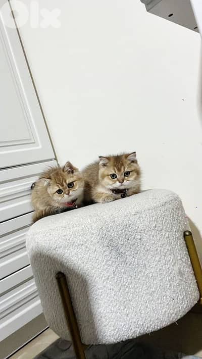 female and male golden chanchilla 71827483