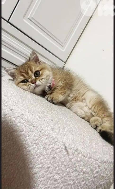 female and male golden chanchilla 71827483 1